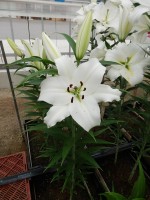 [4582 VH58 No01.JPG]